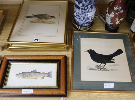 After W.V. Wright, 5 ornithological prints and one other largest 27.5 x 25cm